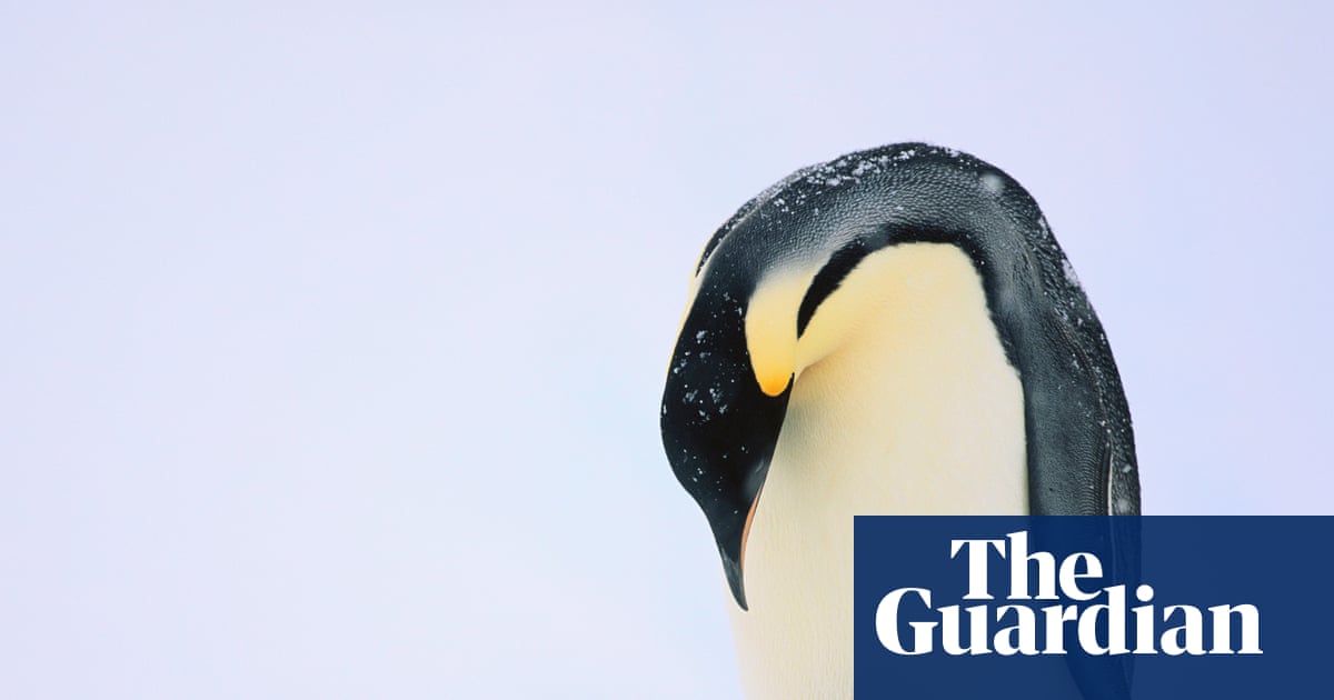 Emperor penguins on diminishing Antarctic sea ice. The IUCN declared the species endangered on April 9, 2026.